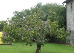 Ficus carica dottato / Füge - Fügefa